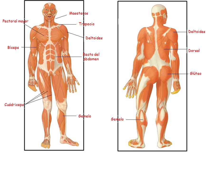 Como funciona el cuerpo humano